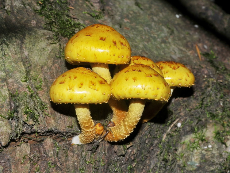 Pholiota aurivella o limonella ?